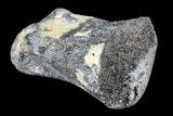 Fossil Hadrosaur Phalange - Alberta (Disposition #-) #134504-1